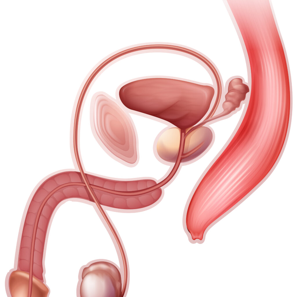Prostat Nasıl Önlenir? 9 Prostat Nasıl Önlenir?