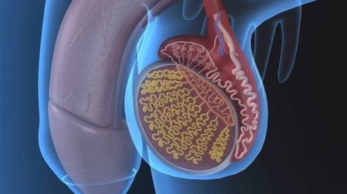 Testis Kanseri Nedir?